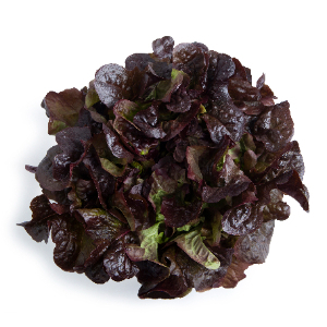 LAITUE FEUILLE DE CHENE ROUGE DAKARAI - BIO