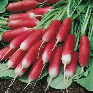RADIS DEMI LONG FLAMBOYANT BIO