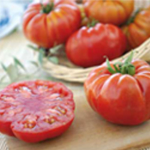 TOMATE MARBONNE HYB F1