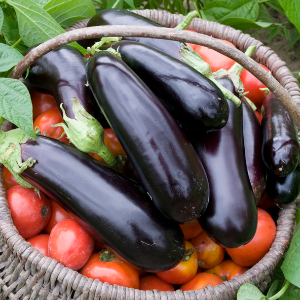 AUBERGINE KAZIMIR F1