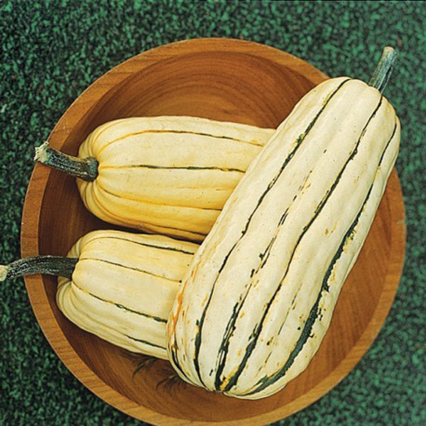 POTIRON DELICATA HYB F1 50 GRAINES