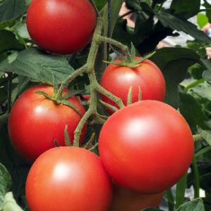 TOMATE PAOLINE HYB F1