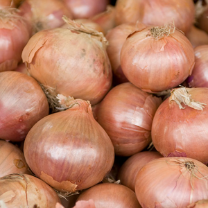 OIGNON STURON (BULBILLES)