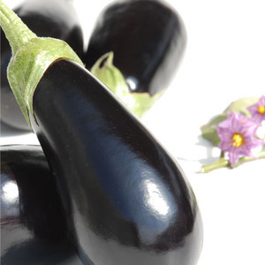 AUBERGINE SHAKIRA HYB F1 - BIO