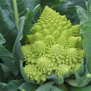 CHOU ROMANESCO VERONICA HYBF1 - BIO