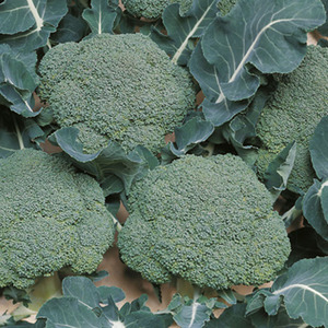 CHOU BROCOLI BELSTAR HYB F1 - BIO