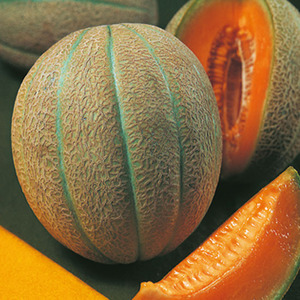 MELON PETIT GRIS DE RENNES - BIO