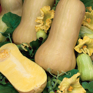 COURGE BUTTERNUT - BIO