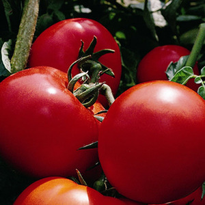 TOMATE TYFRANE HYB F1 - BIO