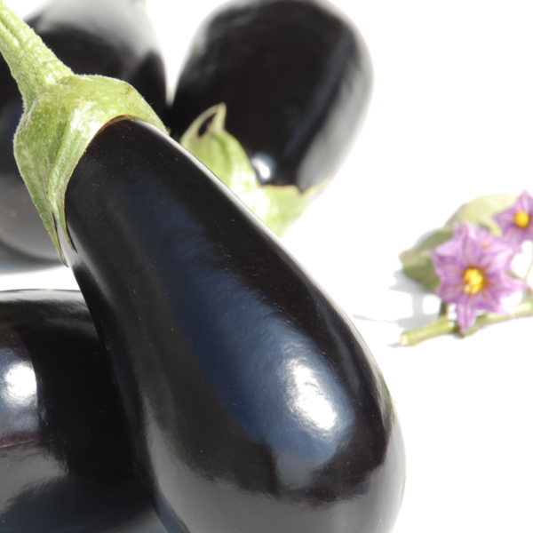 AUBERGINE SHAKIRA HYB F1 