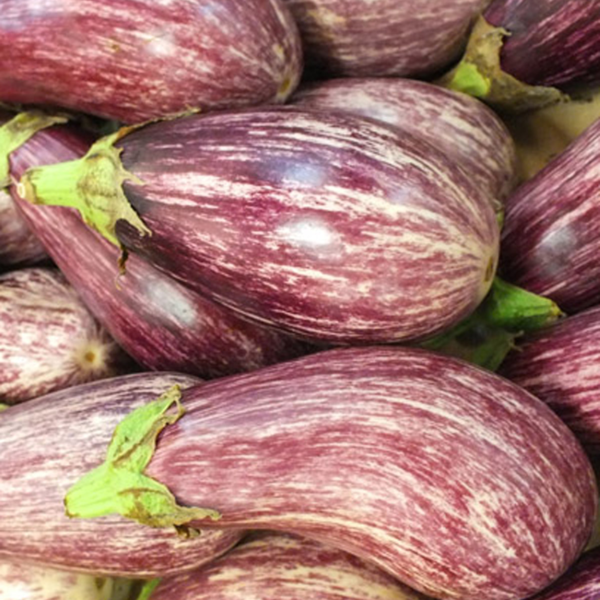 AUBERGINE RIOCA HYB F1