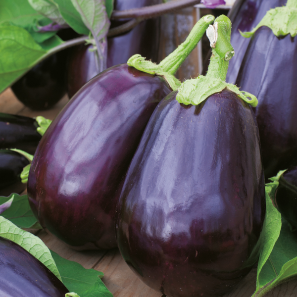 AUBERGINE BONICA HYB F1