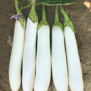 AUBERGINE BIANCHINA HYB F1