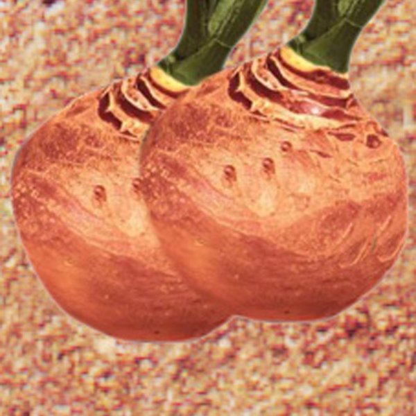 CHOU-NAVET RUTABAGA CHAMPION