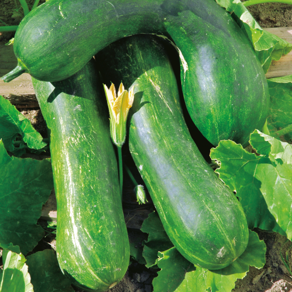 COURGETTE LONGUE DE NICE 