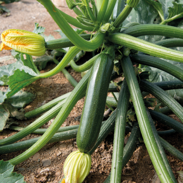 COURGETTE CASSIOPEE HYB F1 