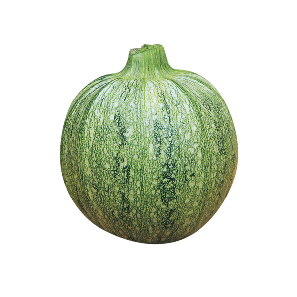 COURGETTE GALILEE HYB F1 