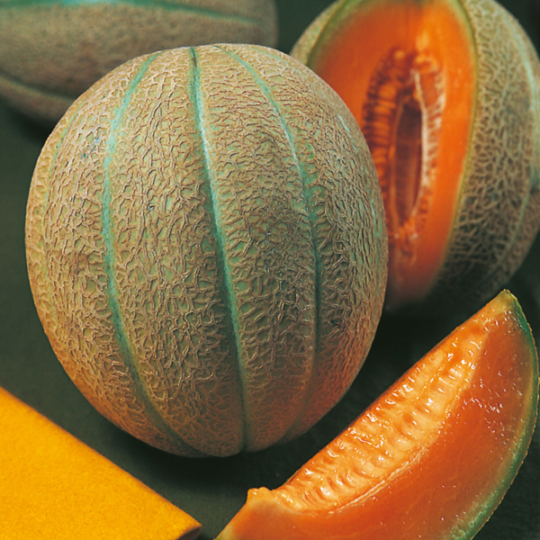 MELON GRISELET HYB F1 