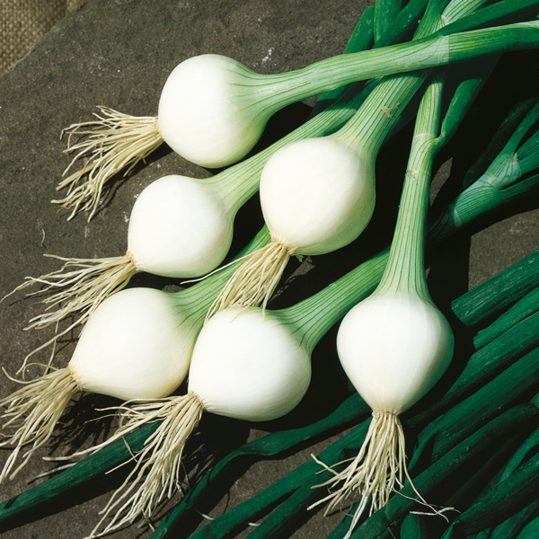 Graines D'Oignon Blanc Premier - 150 Graines Allium Cepa, Variété Hâtive, Pour Récolte De Printemps