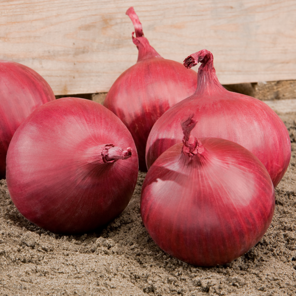 OIGNON ROUGE RED TIDE SEMENCES
