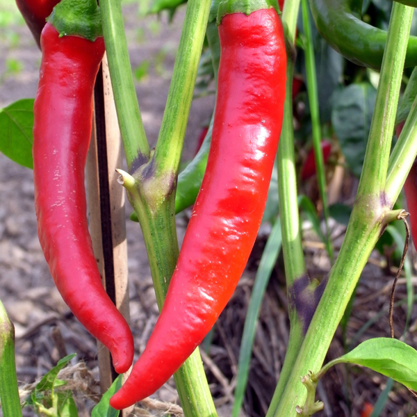 PIMENT CAYENNE