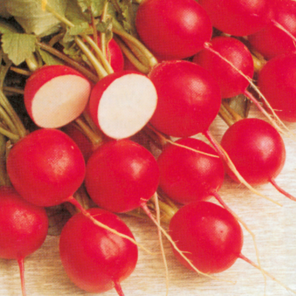 RADIS ROND CHERRY BELLE