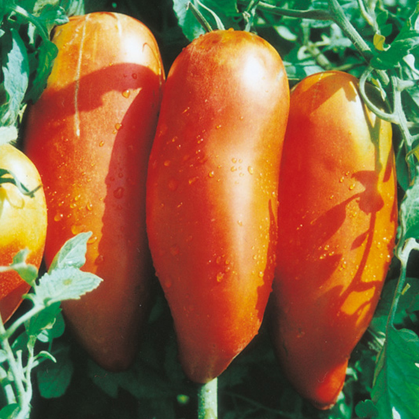 TOMATE CORNUE DES ANDES