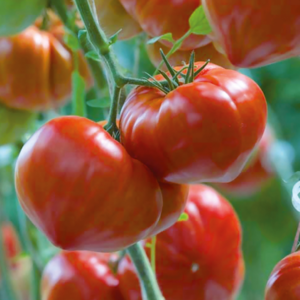 TOMATE GOURMANDIA HYB F1 