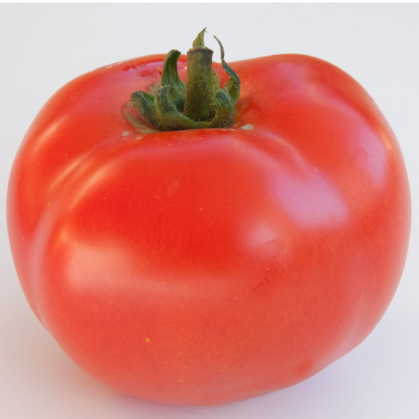 TOMATE SAINT PIERRE