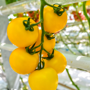 TOMATE YELLOW PERFECTION