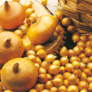OIGNON JAUNE PAILLE (BULBILLES)