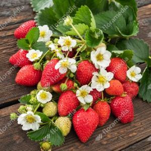 FRAISIER CIJOSEE