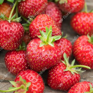 FRAISIER CIREINE