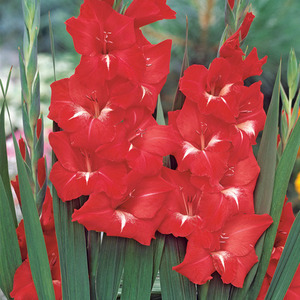 GLAIEUL ROUGE ET BLANC 